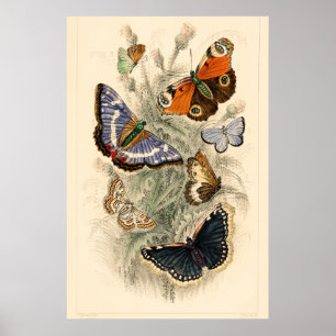 Poster Vintage Butterflies Oliver Goldsmith