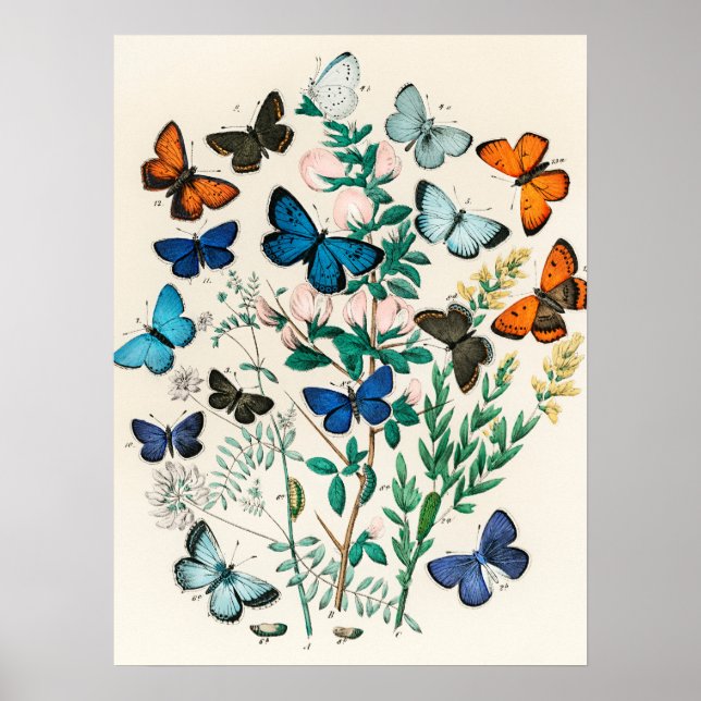 Poster Vintage Butterfly Papillon Antiga Ilustração Arte (Frente)