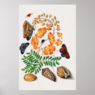 Poster Vintage Caesalpinoid Legume
