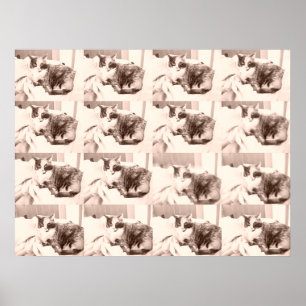 Póster Vintage Calico Cat