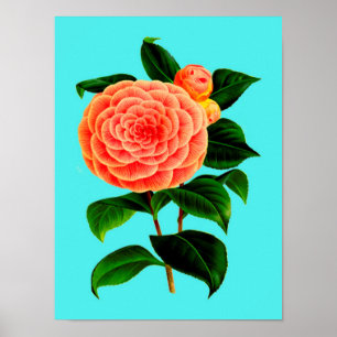 Poster Vintage Camellia Flower