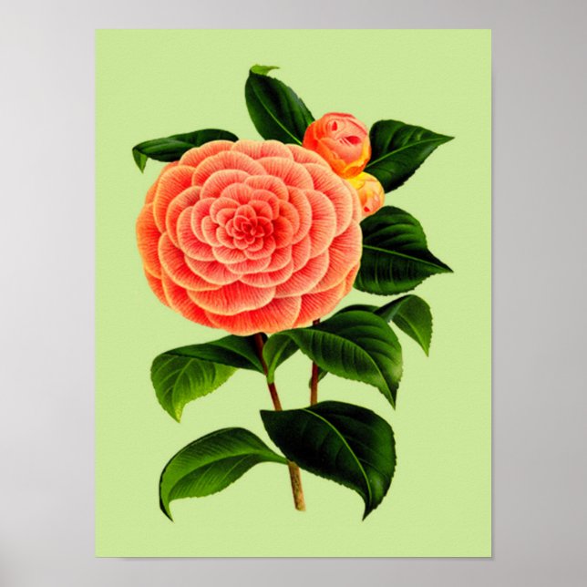 Póster Vintage Camellia Flower #2 (Frente)
