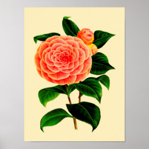 Póster Vintage Camellia Flower #3