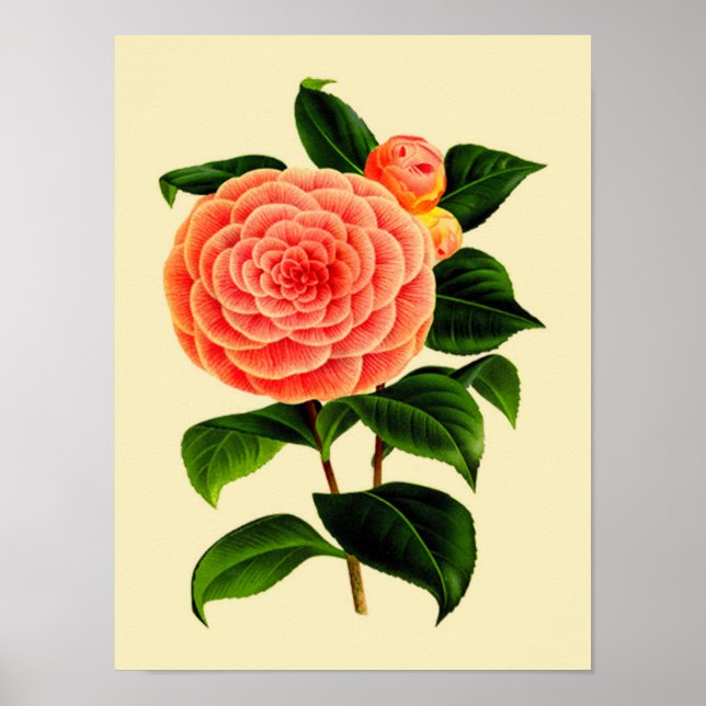 Póster Vintage Camellia Flower #3 (Frente)