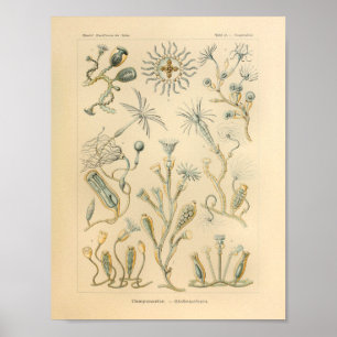 Póster Vintage Campanariae Colorido Ernst Haeckel Art Imp