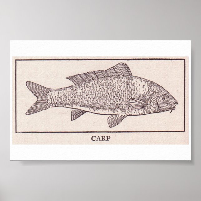 Poster Vintage Carp (Frente)