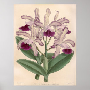 Poster Vintage Cattleya Guttata Orchid Flower