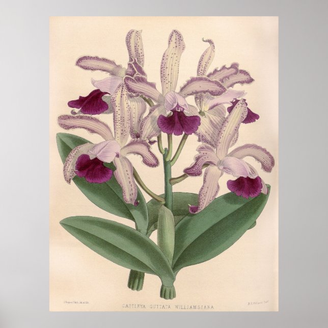 Poster Vintage Cattleya Guttata Orchid Flower (Frente)