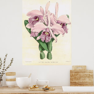 Poster Vintage Cattleya Maxima Orchid Flower
