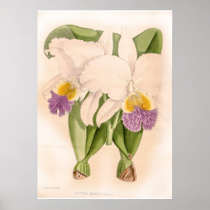 Poster Vintage Cattleya Mendelii Bella Orchid Flor