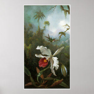 Poster vintage Cattleya Orchid