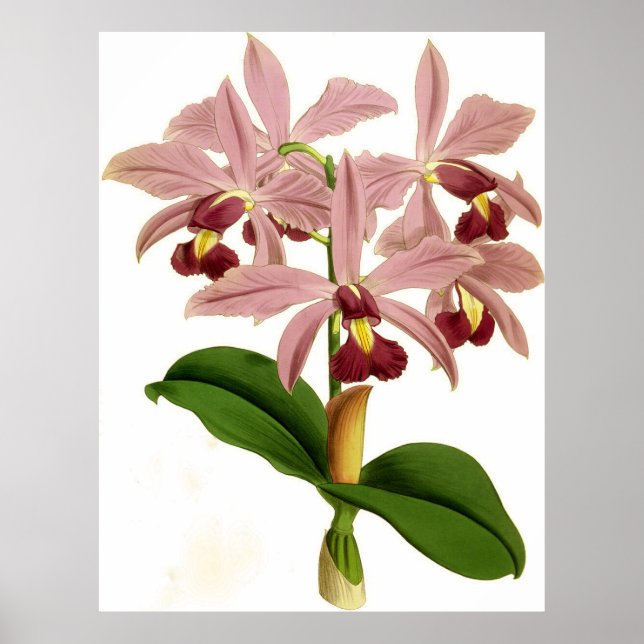 Poster Vintage Cattleya Superba Orchid Flower (Frente)