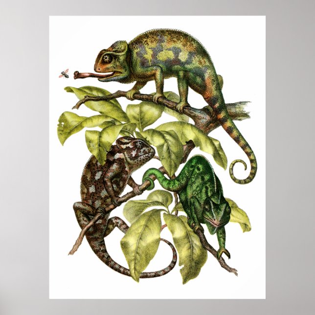 Poster Vintage Chameleon Lizard (Frente)