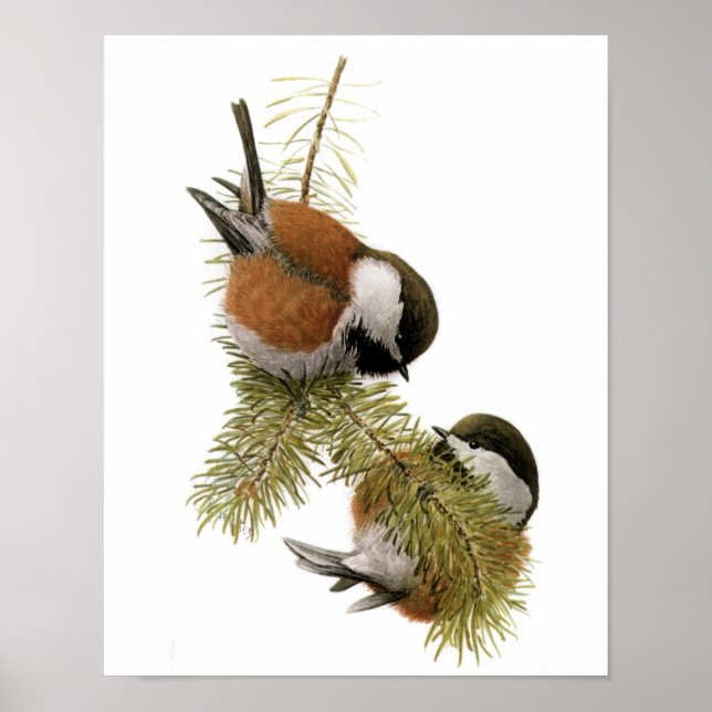Poster Vintage Chickadee (Frente)