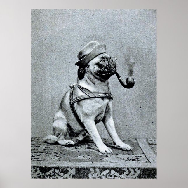 Poster Vintage Classy Pug Fotografia (Frente)