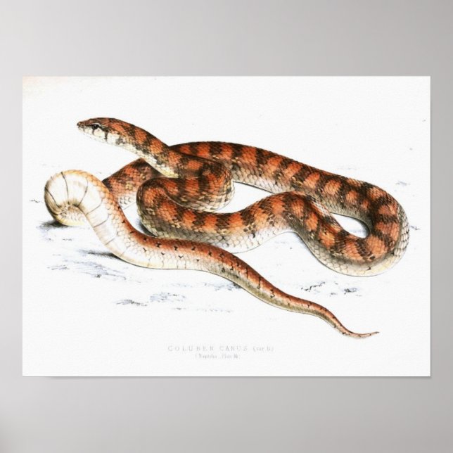Póster Vintage Cobra Drawing-Orange-striped-African (Frente)