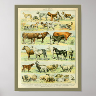 Poster Vintage Color Farm Animals Print