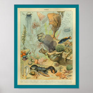 Poster Vintage Color Sealife Seascape Print