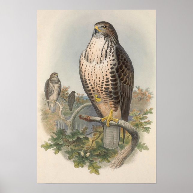 Poster Vintage Common Buzzard Bird (Frente)