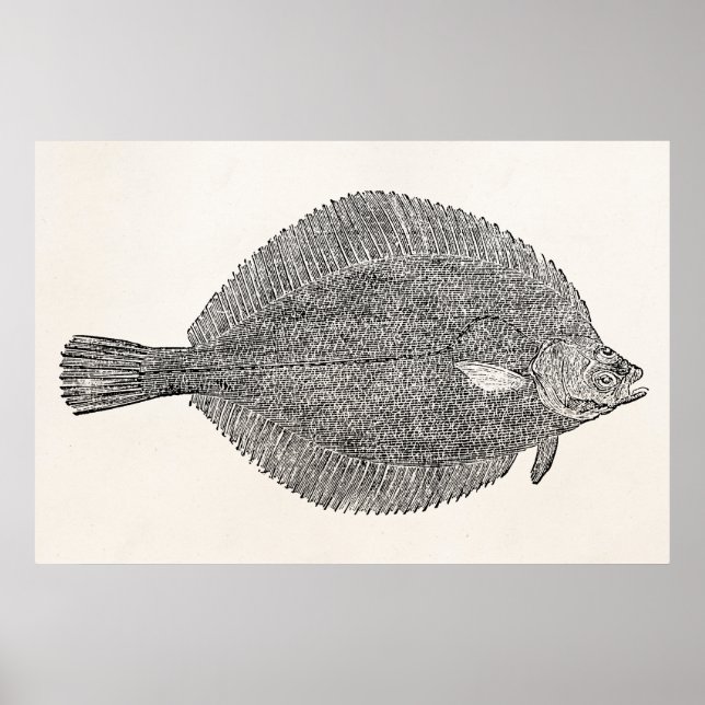 Poster Vintage Common Dab Flounk Fish - Modelo (Frente)