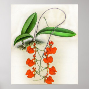 Poster Vintage Comparettia Speciosa Orchid Flower