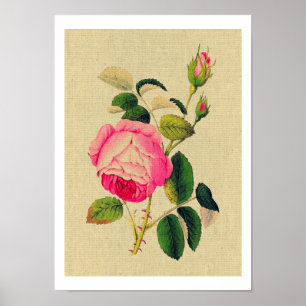 Poster Vintage cor-de-rosa de Provence
