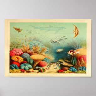 Poster Vintage Coral Reef Color Ernst Haeckel Art Impress