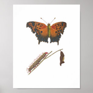 Poster Vintage da borboleta vírgula, lagarta e crisális