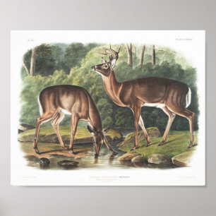 Poster Vintage da fauna americana de cervos comuns ou vir