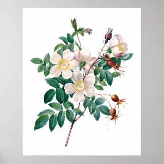 Poster vintage de rosas rosa branco