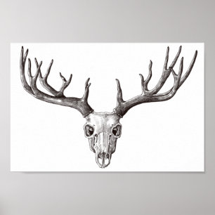 Poster Vintage Deer Skull/Antlers