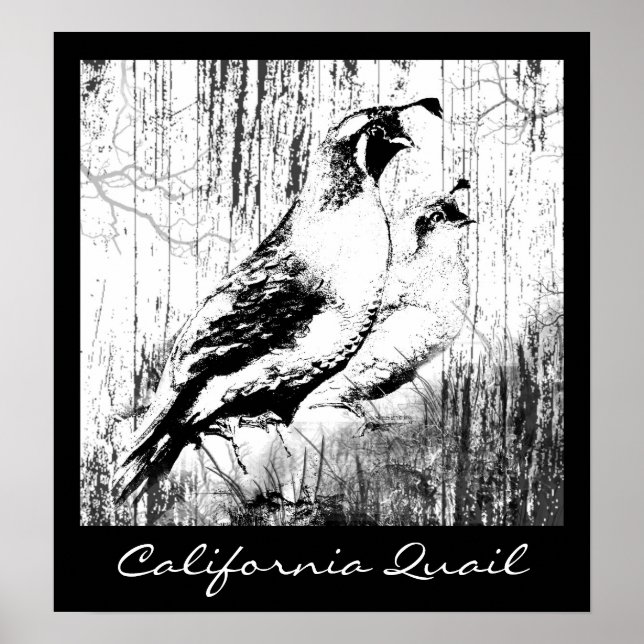 Poster Vintage Design California Quail bird (Frente)