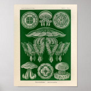 Póster Vintage DisComundusae Color Ernst Haeckel Art Impr