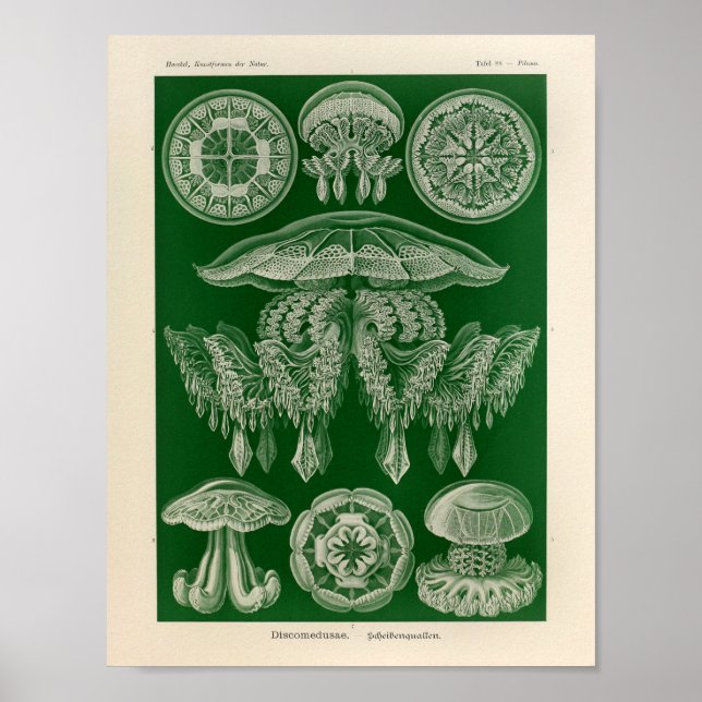 Póster Vintage DisComundusae Color Ernst Haeckel Art Impr (Frente)