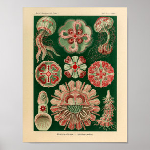 Póster Vintage DisComundusae Color Ernst Haeckel Art Impr