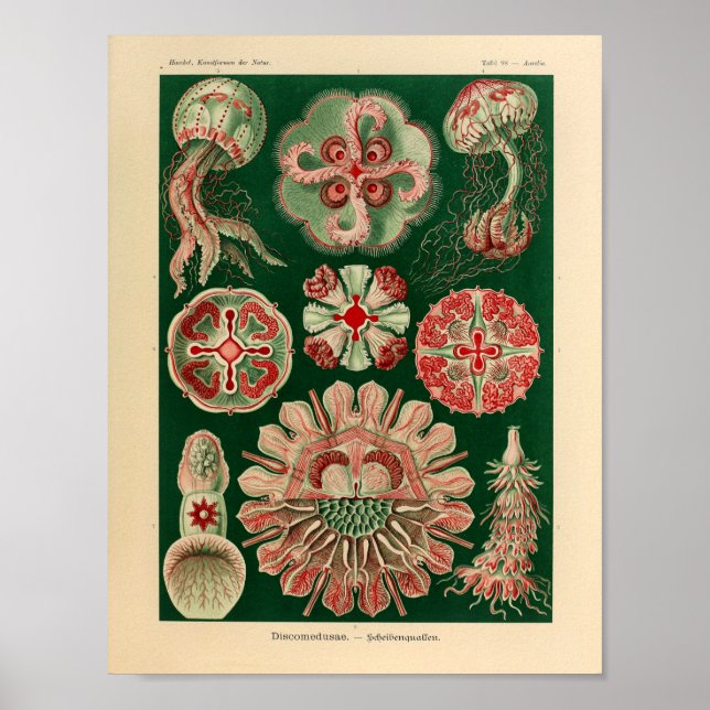 Póster Vintage DisComundusae Color Ernst Haeckel Art Impr (Frente)