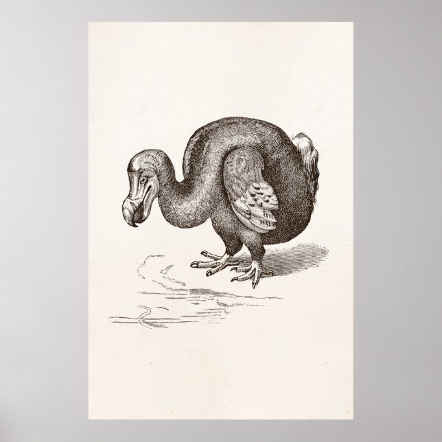 Poster Vintage Dodo Bird - Modelo (Frente)