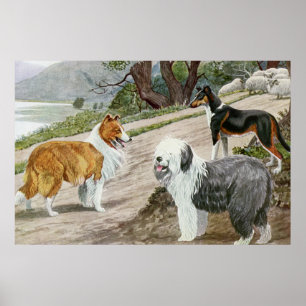 Póster Vintage Dog Amava Arte Collie Trio
