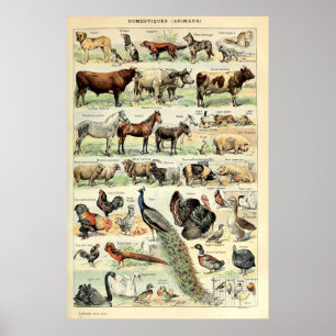 Poster Vintage Domesticado Animal por Adolphe Millot