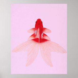 Poster Vintage Dourada Fish Wallart