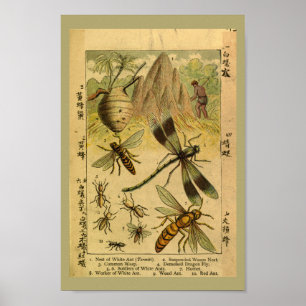 Póster Vintage Dragon Fly Insetos História Natural Impres