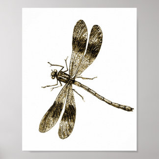 Poster Vintage Dragonfly - Sepia
