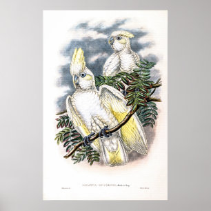 Poster Vintage Ducorps: Cockatoo de John Gould