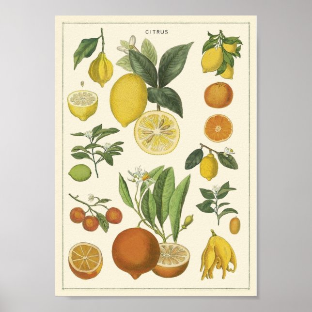 Poster Vintage educacional (Frente)