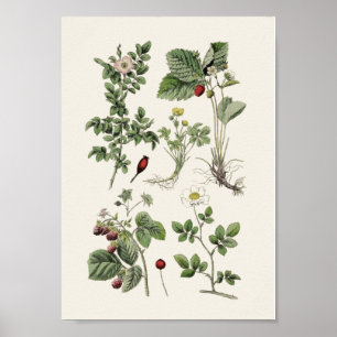 Poster Vintage educacional