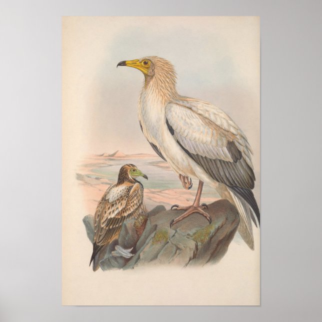 Poster Vintage Egípcia Vulture Bird (Frente)