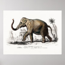 Vintage Elephant Art de Charles D'Orbigny