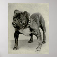 Vintage English Bulldog Fotografia