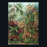Poster Vintage Ernst Haeckel Moss<br><div class="desc">Vintage Ernst Haeckel Moss</div>