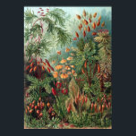 Poster Vintage Ernst Haeckel Moss<br><div class="desc">Vintage Ernst Haeckel Moss</div>